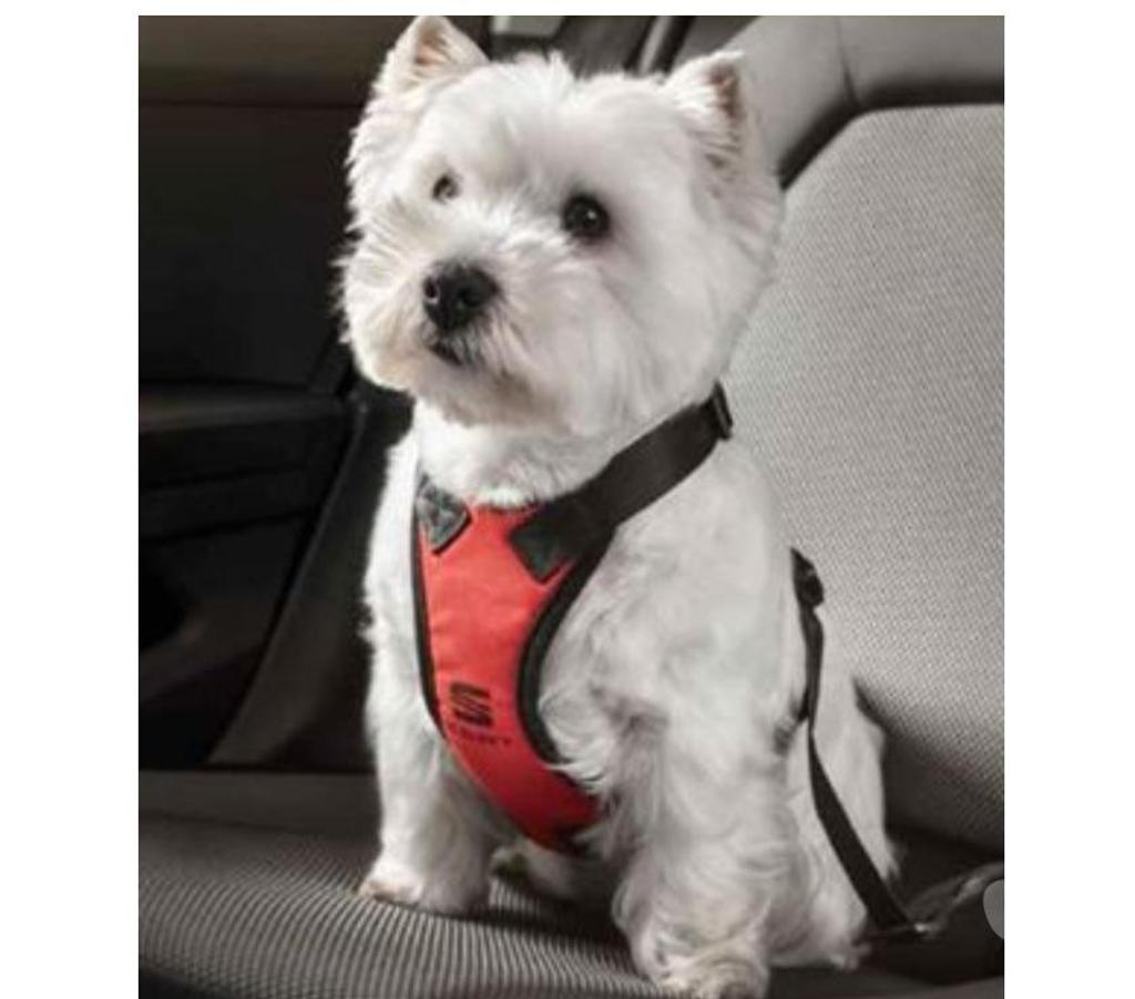 Pièces et services auto Braine-l'Alleud Braine-l'Alleud-Centrum - Photos Vivastreet Harnais de sécurité pour petit chien.