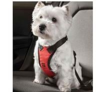 Harnais de sécurité pour petit chien.