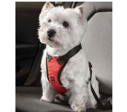 Pièces moteur et accessoires auto Braine-l'Alleud-Centrum Braine-l'Alleud - Photos Vivastreet Harnais de sécurité pour petit chien.