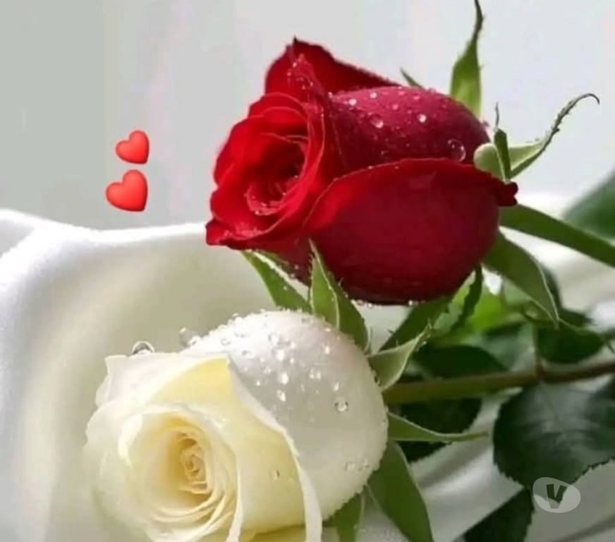 Hommes > Femmes Rochefort - Photos Vivastreet Vivre a deux main dans la main