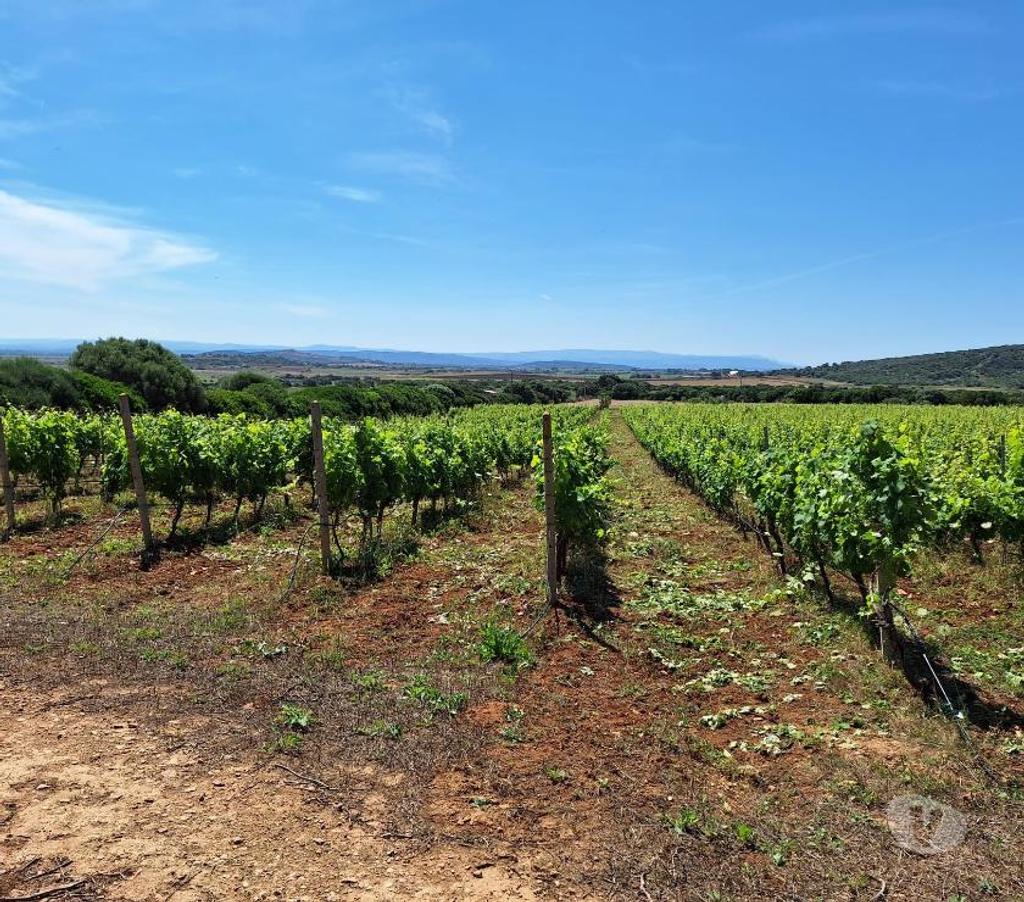 Terres agricoles Italie - Photos Vivastreet Ferme viticole dans le nord de la sardaigne
