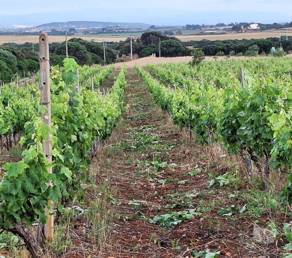 Terres agricoles Italie - Photos Vivastreet Ferme viticole dans le nord de la sardaigne