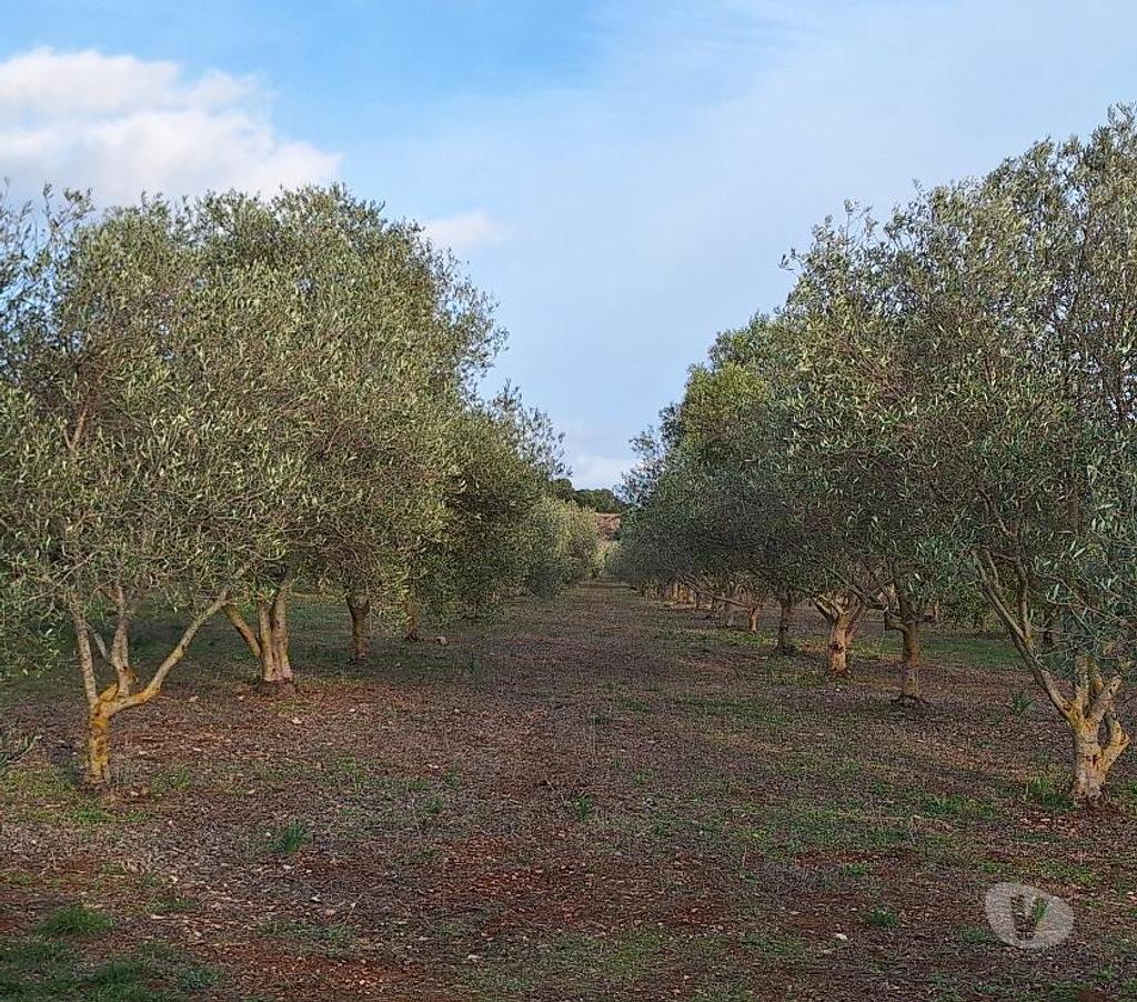 Terres agricoles Italie - Photos Vivastreet Ferme viticole dans le nord de la sardaigne