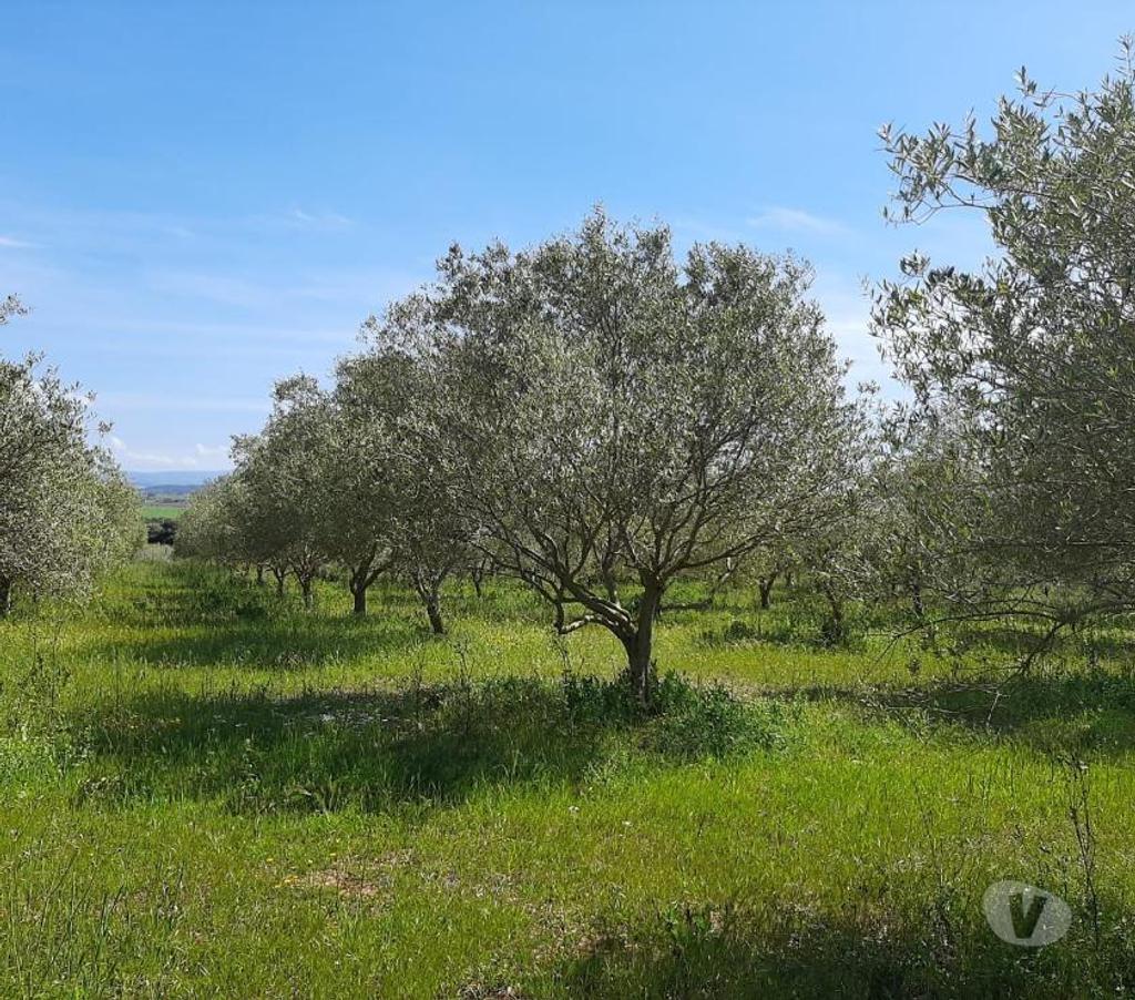 Terres agricoles Italie - Photos Vivastreet Ferme viticole dans le nord de la sardaigne