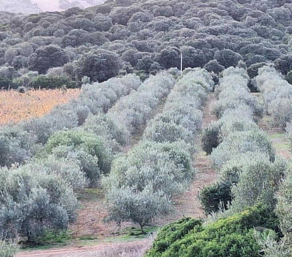 Terres agricoles Italie - Photos Vivastreet Ferme viticole dans le nord de la sardaigne