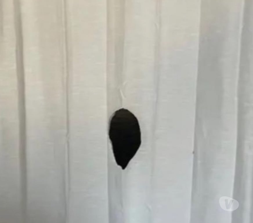 exhib Braine-le-Comte - Photos Vivastreet Glory Hole Braine le comte