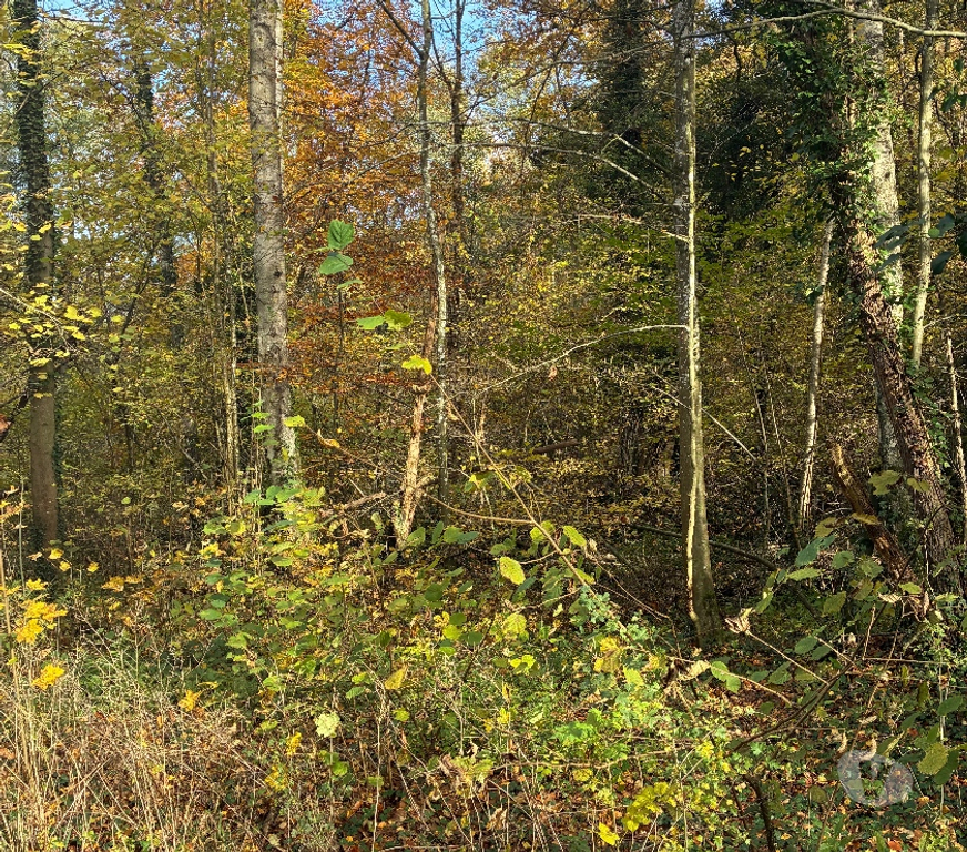 Terrains à vendre Anthisnes Limont - Photos Vivastreet Vente parcelle de bois
