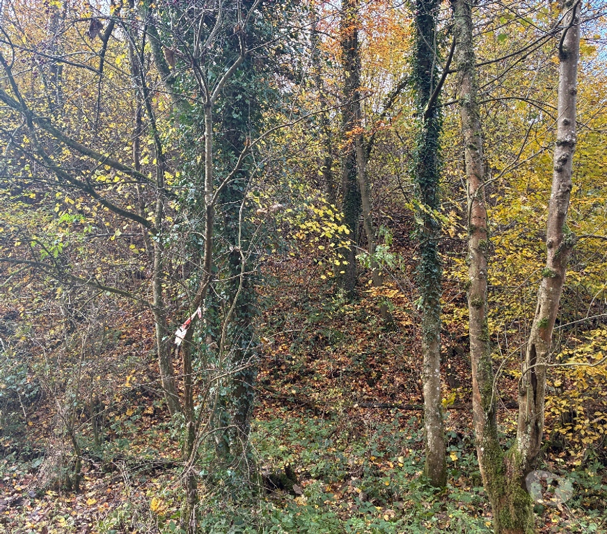 Terrains à vendre Anthisnes Limont - Photos Vivastreet Vente parcelle de bois