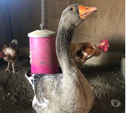 rencontre sexe Verviers-Centrum Verviers - Photos Vivastreet Pour maman pervers vicieuse autre sans tabou