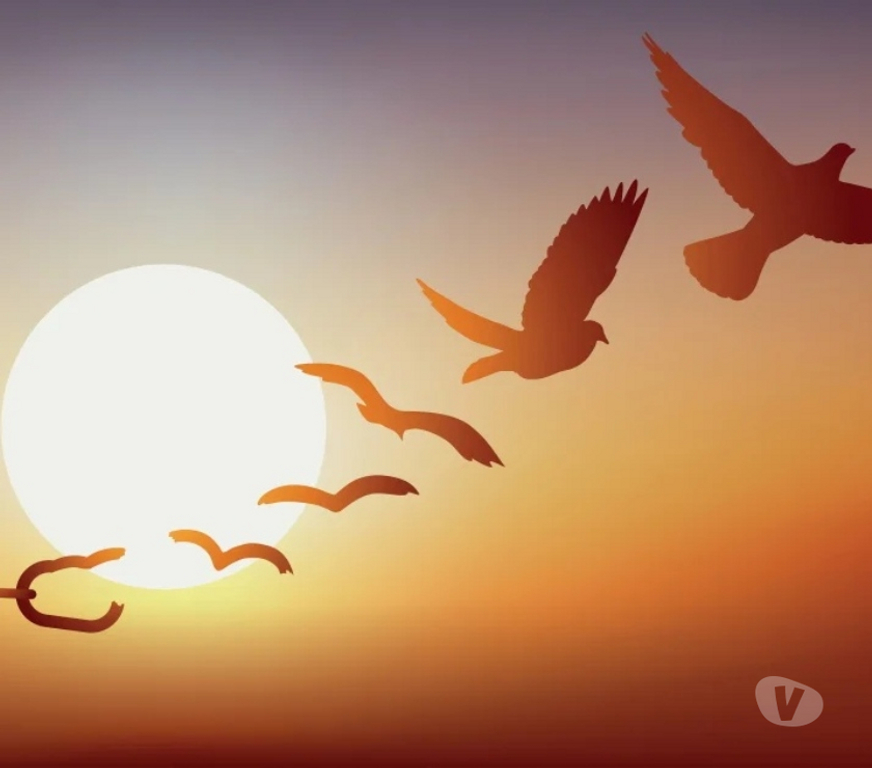 Autre Liège Liège-Centrum - Photos Vivastreet SE CHERCHER, SE TROUVER