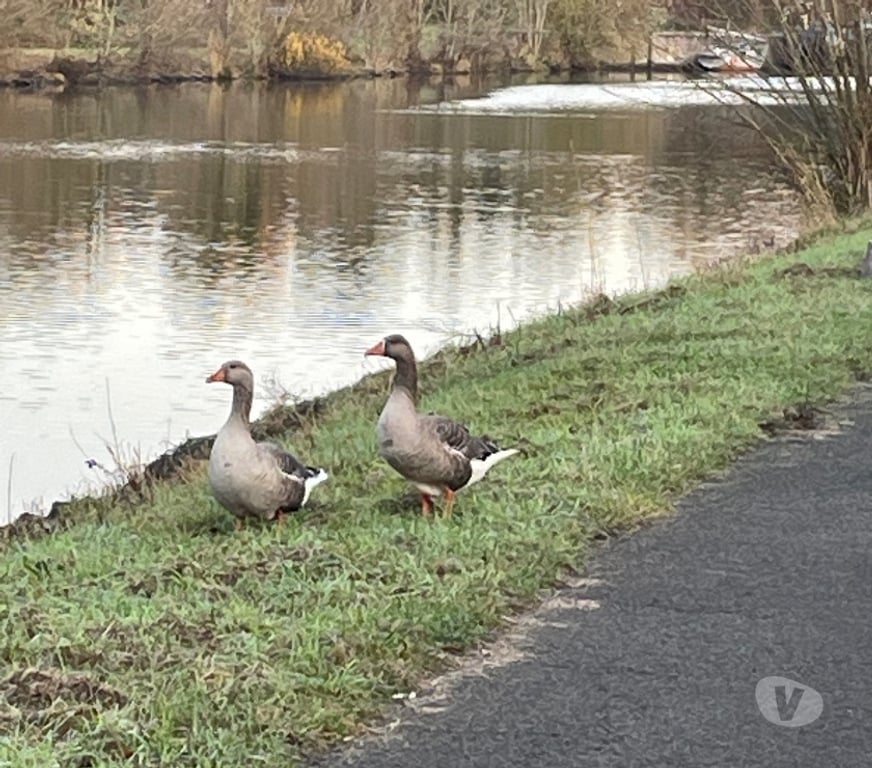 Gay Tubize - Photos Vivastreet RAVEL... CANAL ???