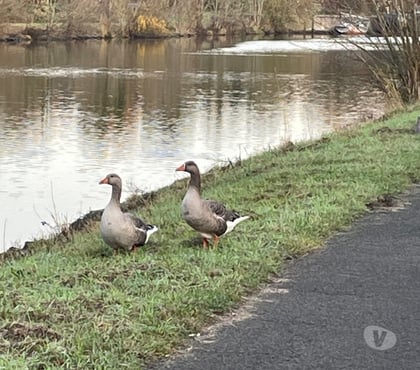 Rencontre gay - Photos Vivastreet RAVEL... CANAL ???