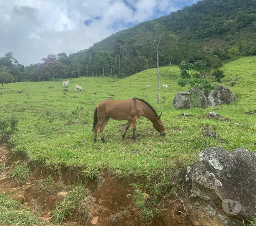 Terres agricoles Brésil - Photos Vivastreet Domaine Éco-Équestre 20 Ha
