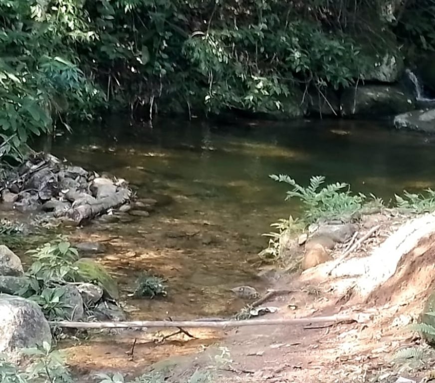 Terres agricoles Brésil - Photos Vivastreet Domaine Éco-Équestre 20 Ha