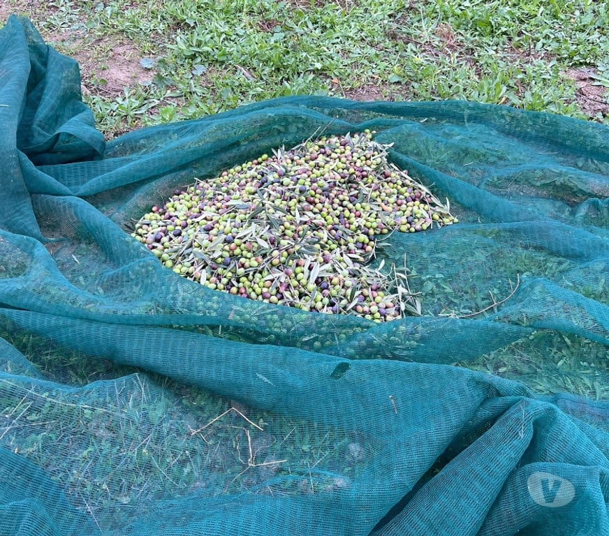 Vins - gastronomie Bruxelles (Brussels) Bruxelles-Centrum - Photos Vivastreet olio extravergine BIO