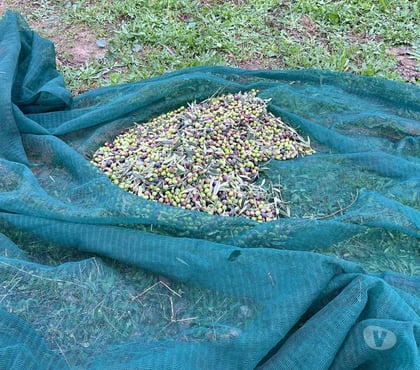 Vins - gastronomie Bruxelles-Centrum Bruxelles (Brussels) - Photos Vivastreet olio extravergine BIO