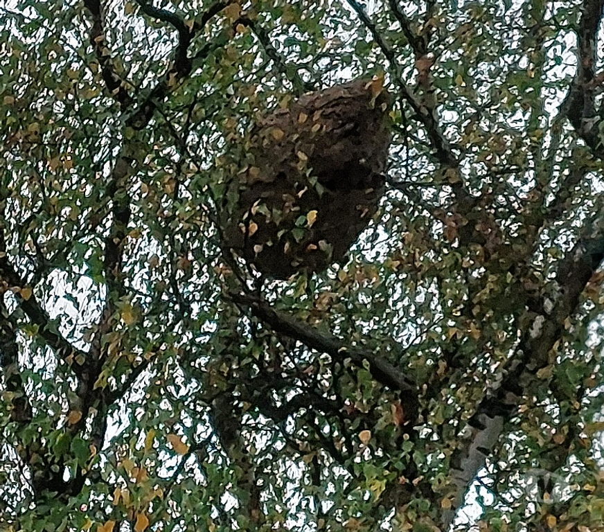 Artisans - dépannages Namur Champion - Photos Vivastreet SOS NIDS de Guêpes & Frelons