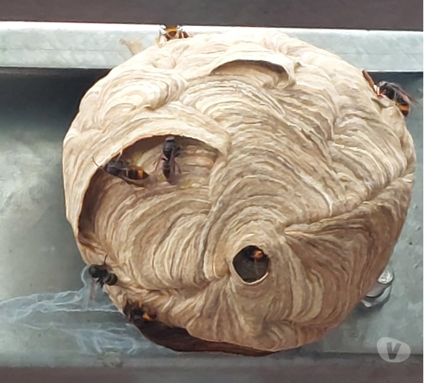 Artisans - dépannages Namur Champion - Photos Vivastreet SOS NIDS de Guêpes & Frelons