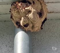 Photos Vivastreet SOS NIDS de Guêpes & Frelons