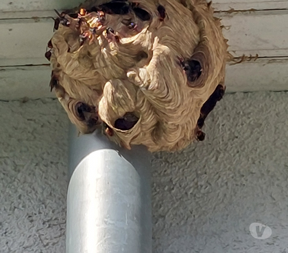 Artisans - dépannages Champion Namur - Photos Vivastreet SOS NIDS de Guêpes & Frelons