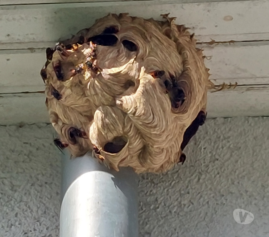 Artisans - dépannages La Bruyère Bovesse - Photos Vivastreet SOS Guêpes & Frelons asiatiques ou européen