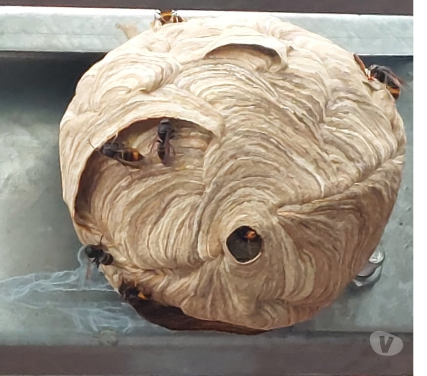 Artisans - dépannages La Bruyère Bovesse - Photos Vivastreet SOS Guêpes & Frelons asiatiques ou européen