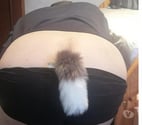 Bon chien à la recherche d'un maître