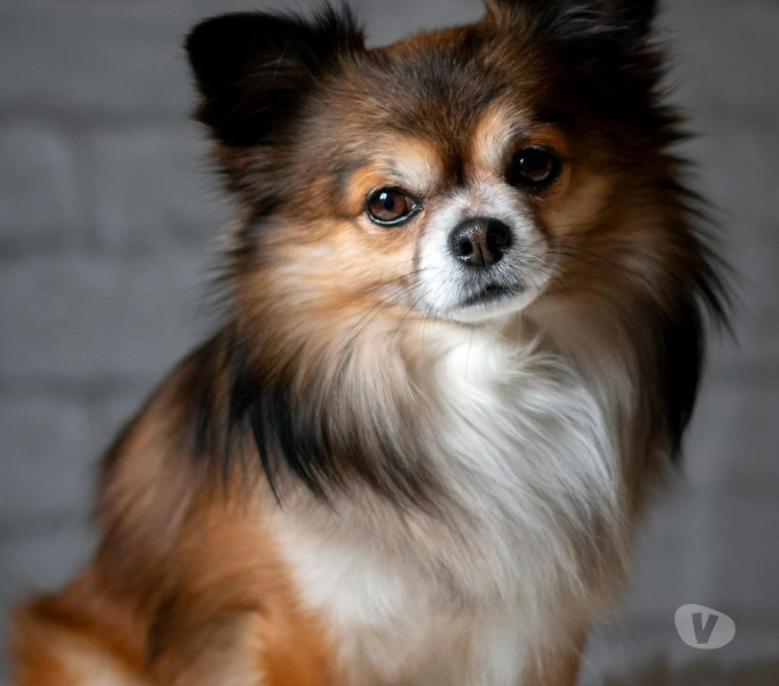 Décoration - art Dinant Dinant-Centrum - Photos Vivastreet Aquarelle animalière