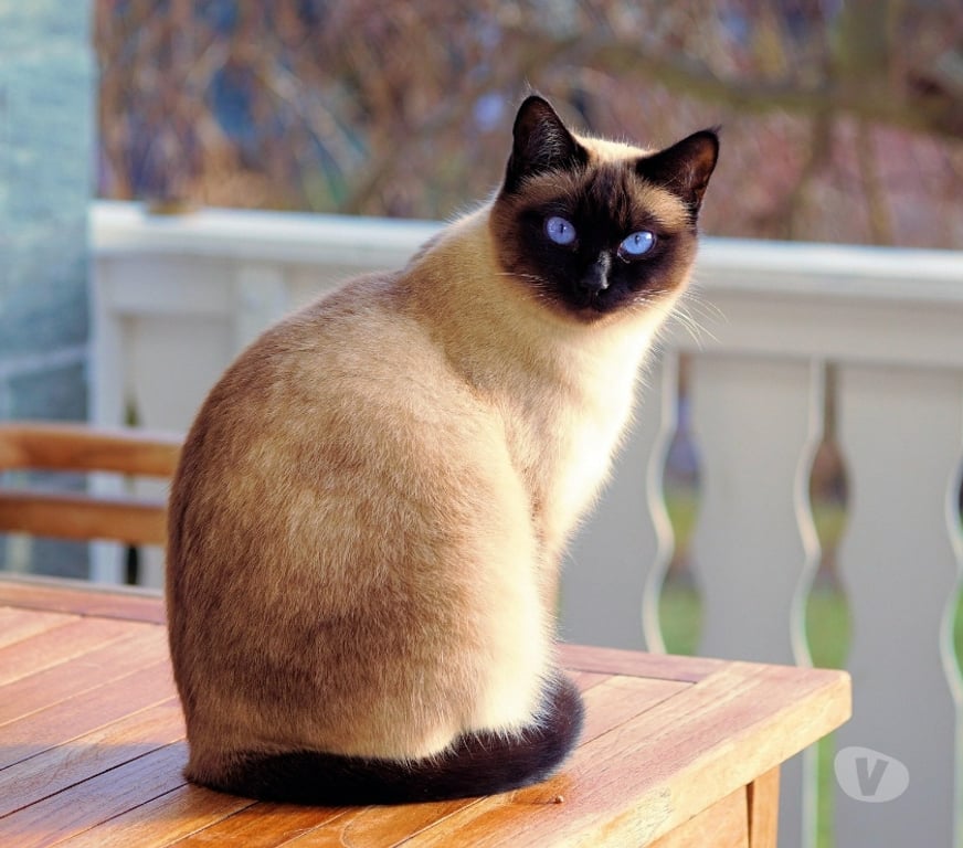 Décoration - art Dinant Dinant-Centrum - Photos Vivastreet Aquarelle animalière