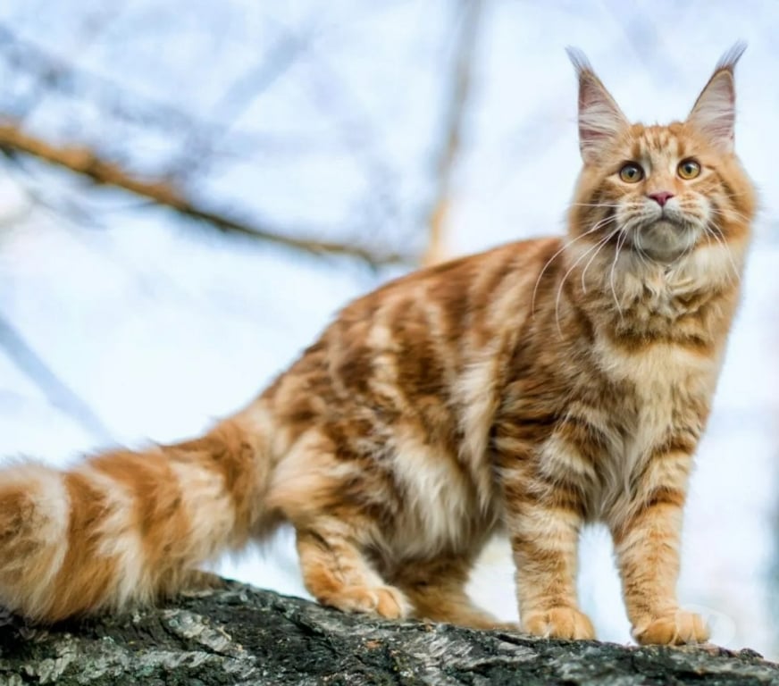 Décoration - art Dinant Dinant-Centrum - Photos Vivastreet Aquarelle animalière