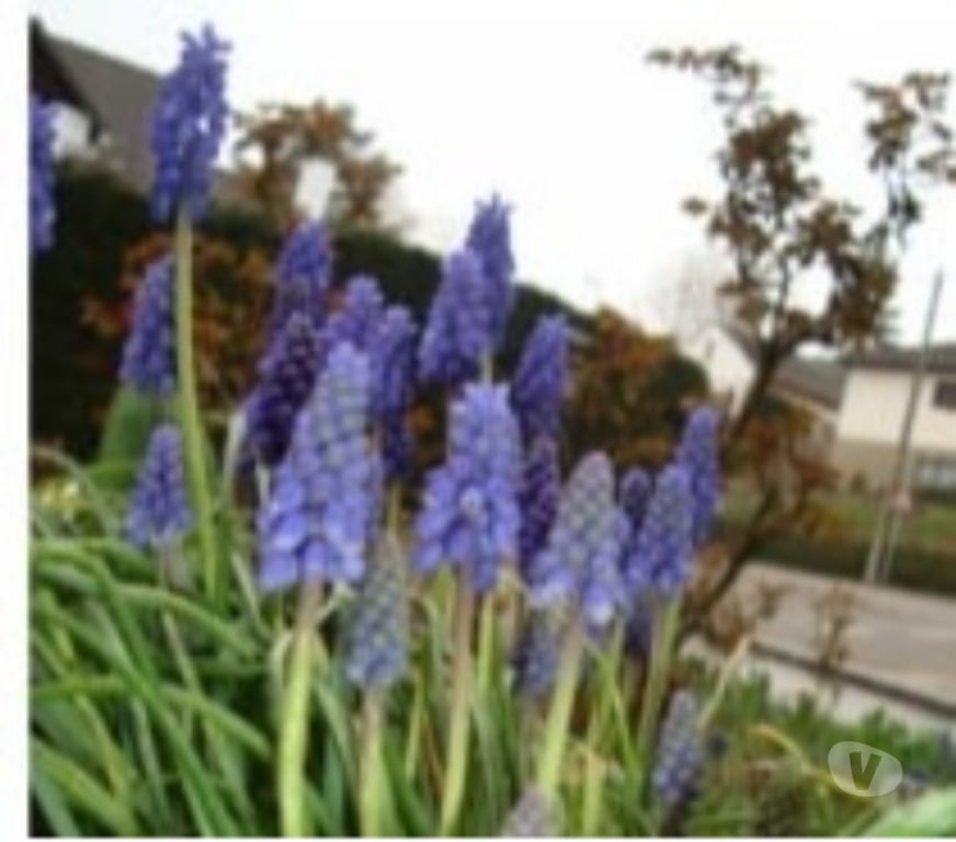 Décoration - art Rixensart Rixensart-Centrum - Photos Vivastreet Plantes à repiquer + iris+++couvre sol + graines à fleurs