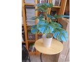 Tournai - Tournai — plante artificielle 50 cm de hauteur