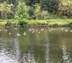 Tubize - Wallon Brabant — LE LONG DU CANAL QUI AUSSI???