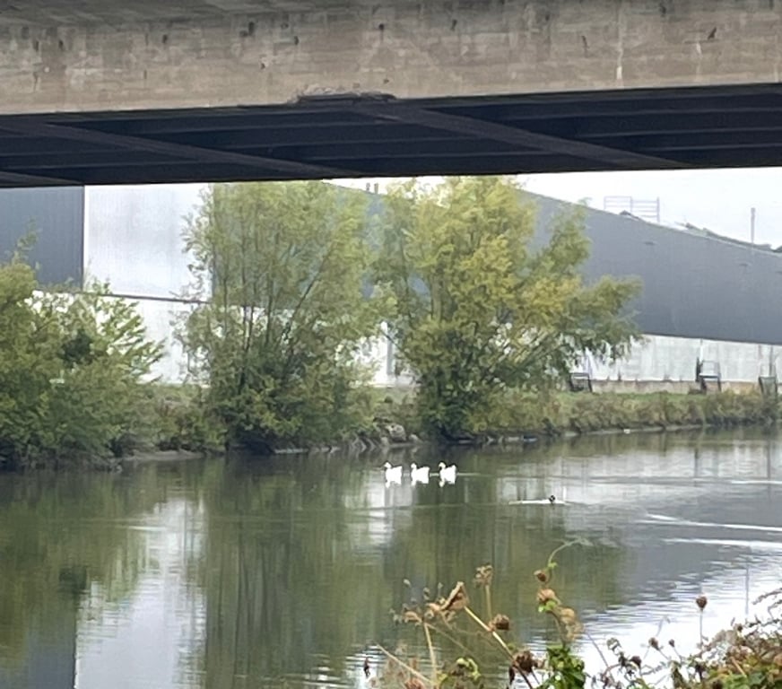 Gay Tubize - Photos Vivastreet LE LONG DU CANAL…. QUI AUSSI???