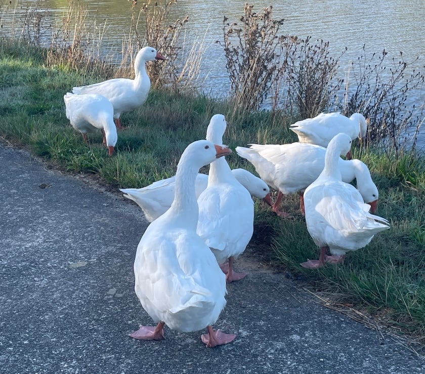 Tubize - Wallon Brabant — LE LONG DU CANAL… POURQUOI PAS???
