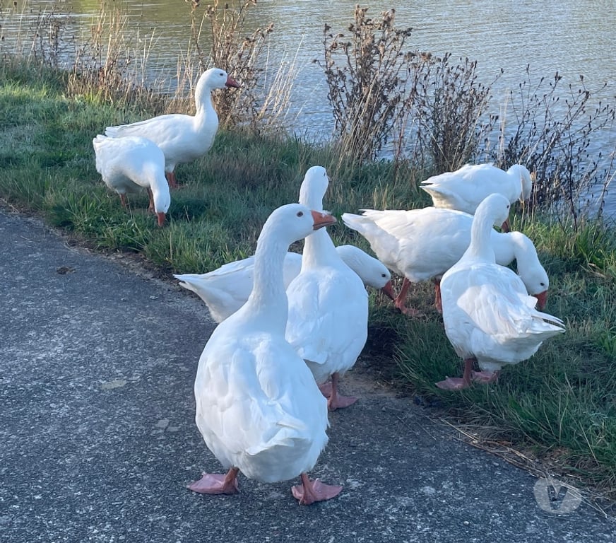 Gay Tubize - Photos Vivastreet LE LONG DU CANAL… POURQUOI PAS???