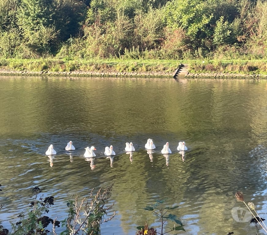 Gay Tubize - Photos Vivastreet LE LONG DU CANAL… QUI ENCORE???