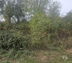 Couvin - Namur-Province — Terrain à bâtir en plein nature de 11a25ca