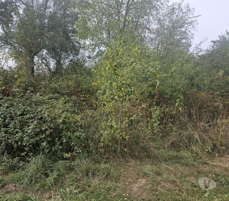 Terrains à vendre Couvin - Photos Vivastreet Terrain à bâtir en plein nature de 11a25ca