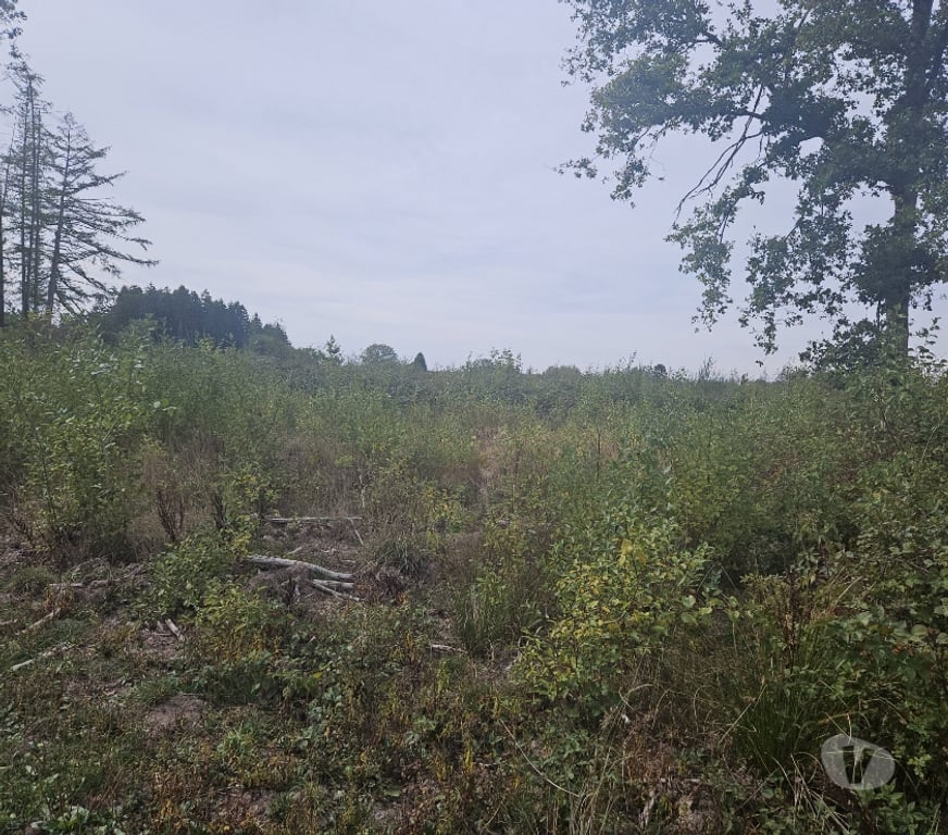 Terrains à vendre Couvin - Photos Vivastreet Terrain à bâtir en plein nature de 11a25ca