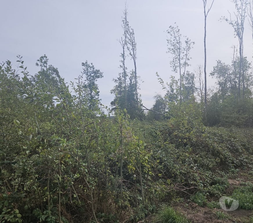 Terrains à vendre Couvin - Photos Vivastreet Terrain à bâtir en plein nature de 11a25ca