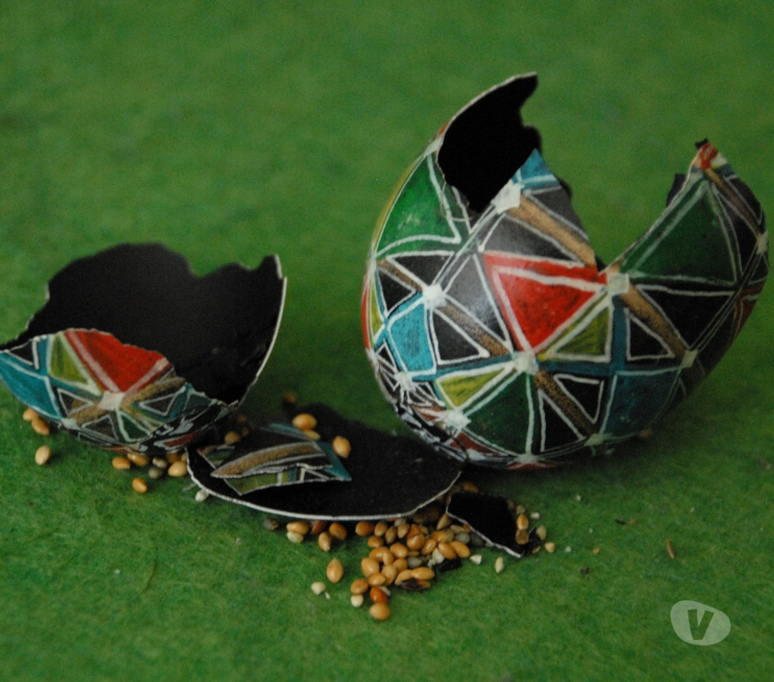 Collections Koekelberg - Photos Vivastreet oeuf de dragon _