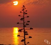 Le Barcares - Pyrénées-Orientales — VACANCES FACE MER...