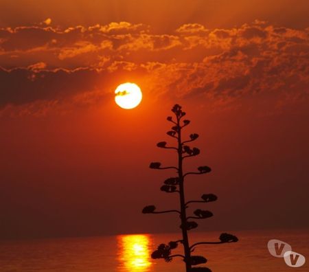 location saisonniere Pyrénées-Orientales Le Barcares - 66420 - Photos Vivastreet CAP au SUD - FACE à la MER...