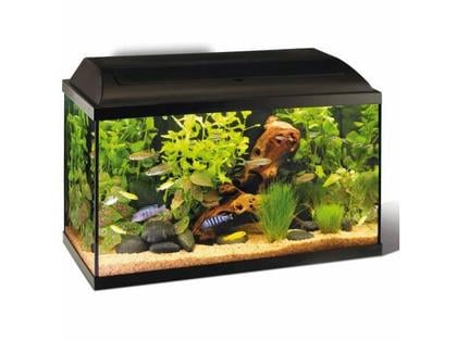 Adoption animaux Mouvaux Nord - Photos Vivastreet recupere poisson a titre gratuit