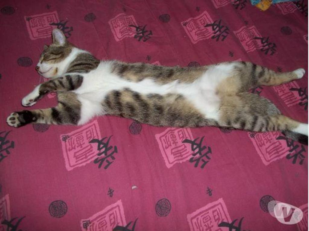 Don animaux Hautes-Pyrénées Tarbes - 65000 - Photos Vivastreet A ADOPTER "SIMBAD"-CHAT TYPE EUROPEEN NON LOF (DON)
