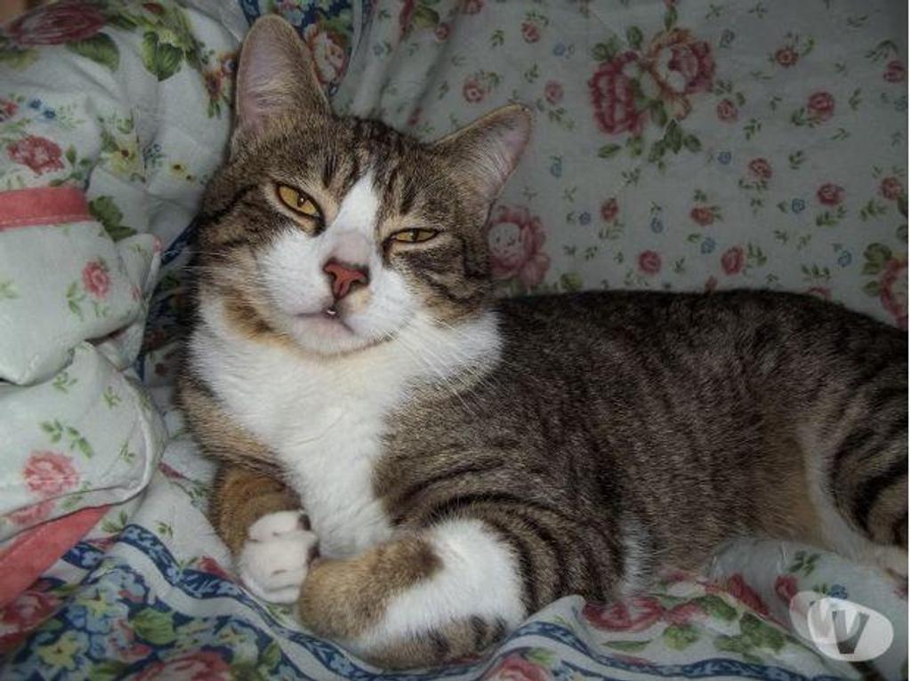 Don animaux Hautes-Pyrénées Tarbes - 65000 - Photos Vivastreet A ADOPTER "SIMBAD"-CHAT TYPE EUROPEEN NON LOF (DON)
