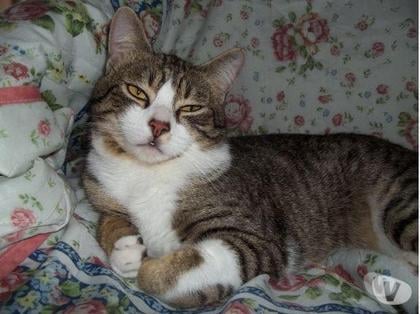 Don Tarbes Hautes-Pyrénées - Photos Vivastreet A ADOPTER 