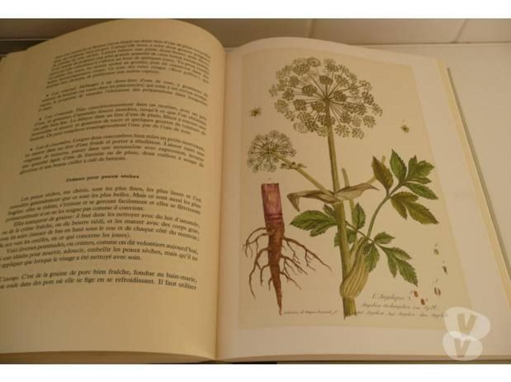 Livres occasion Seine-et-Marne Meaux - 77100 - Photos Vivastreet SANTE ET BEAUTE PAR LES PLANTES - J.AUDY et J. FONDIN