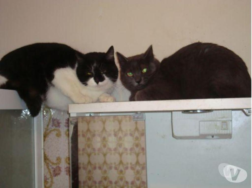 Don animaux Hautes-Pyrénées Tarbes - 65000 - Photos Vivastreet A ADOPTER "MARQUISE" CHATTE TYPE EUROPEEN- NON LOF(DON)